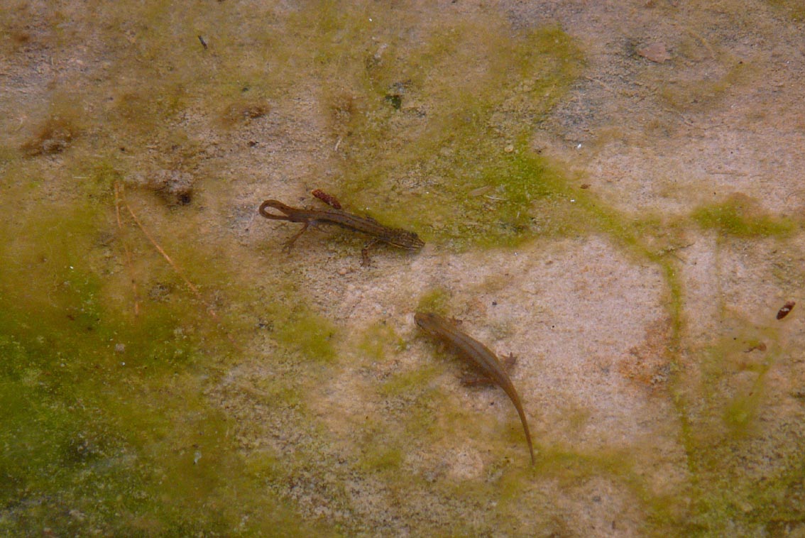 Il Laghetto del Centro di Entomologia - Piombino (LI)